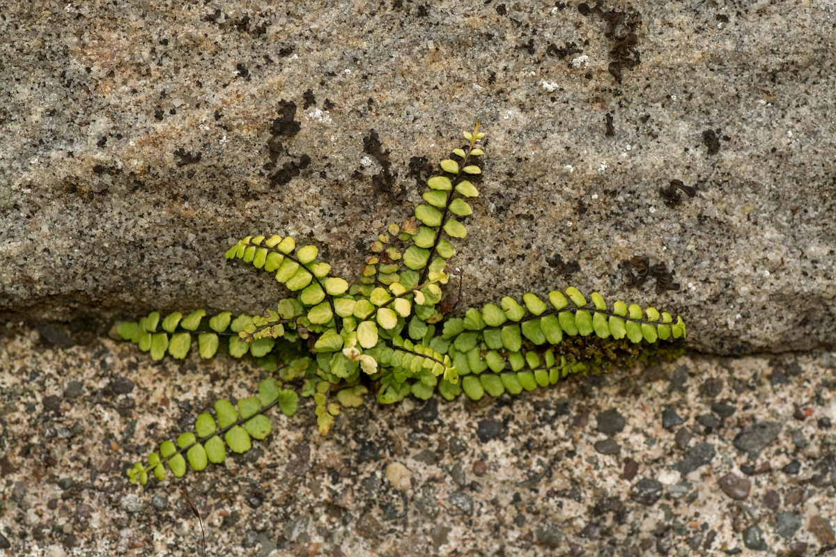 David Plant Photography - Wildlife Photography - Maidenhair spleenwort - A.jpg - Maidenhair spleenwort - Ayrshire