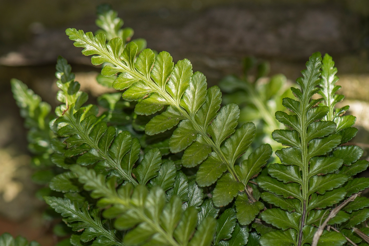 David Plant Photography - Wildlife Photography - Sea spleenwort - A.jpg - Sea spleenwort - Anglesey