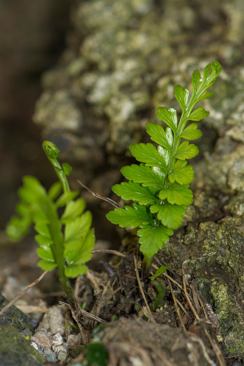 David Plant Photography - Wildlife Photography - Sea spleenwort - B.jpg - Sea spleenwort - Anglesey