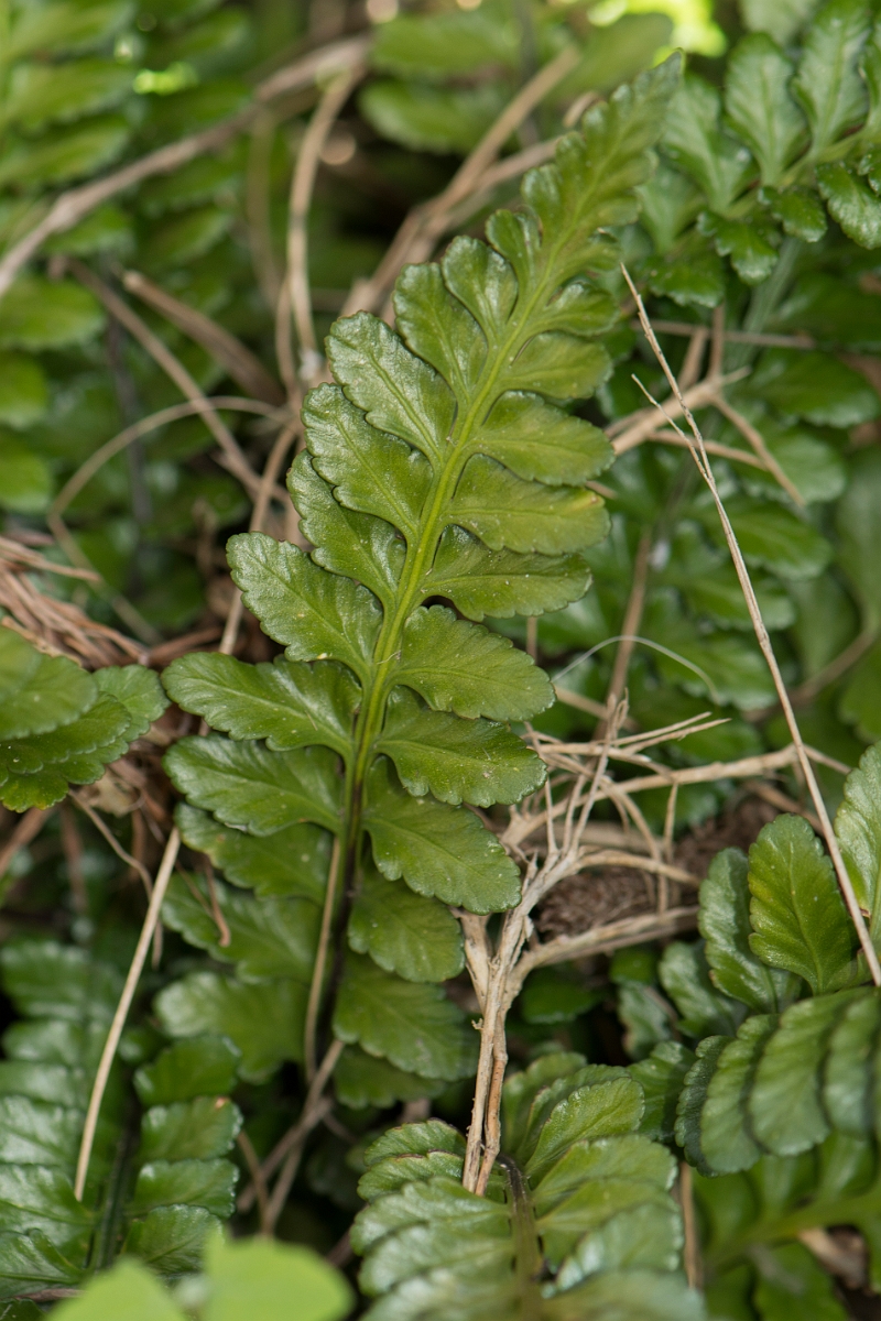David Plant Photography - Wildlife Photography - Sea spleenwort - D.jpg - Sea spleenwort - Anglesey