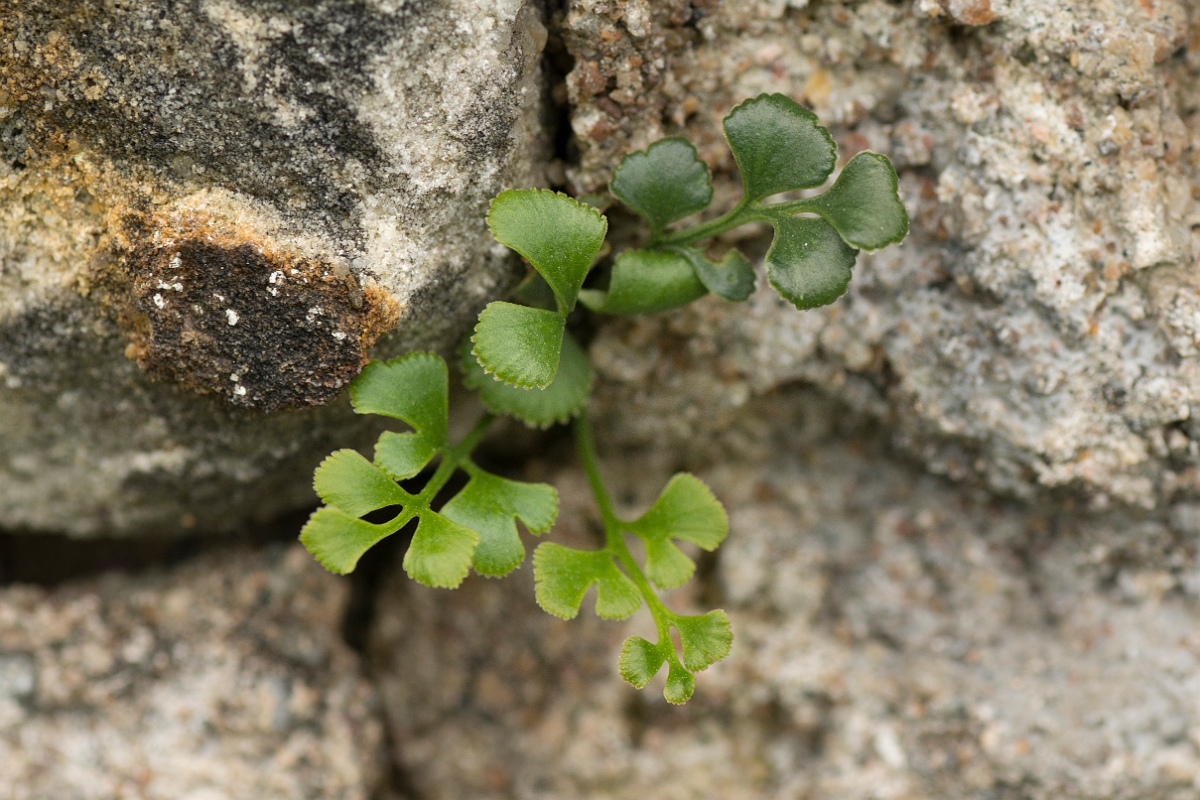 David Plant Photography - Wildlife Photography - Wall-rue - A.jpg - Wall-rue - Ayrshire