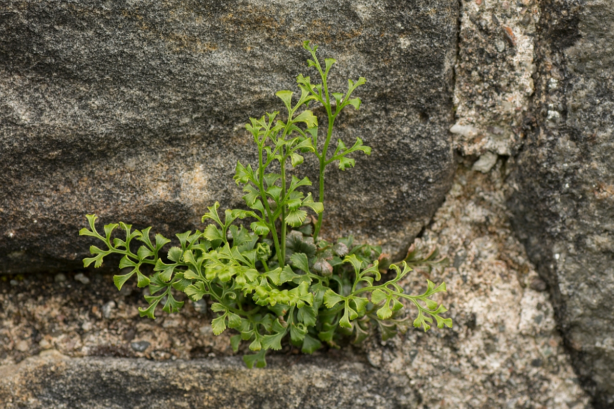 David Plant Photography - Wildlife Photography - Wall-rue - B.jpg - Wall-rue - Ayrshire