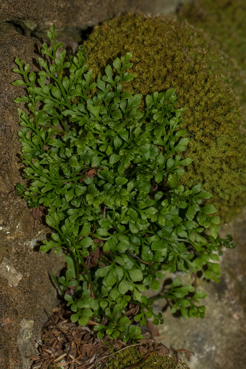 David Plant Photography - Wildlife Photography - Wall-rue - C.jpg - Wall-rue - County Durham