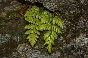 David Plant Photography - Wildlife Photography - Black spleenwort - D