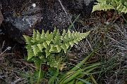 David Plant Photography - Wildlife Photography - Black spleenwort - G