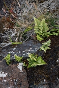 David Plant Photography - Wildlife Photography - Black spleenwort - H