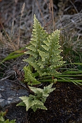 David Plant Photography - Wildlife Photography - Black spleenwort - I