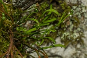David Plant Photography - Wildlife Photography - Forked spleenwort - A