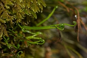David Plant Photography - Wildlife Photography - Forked spleenwort - C