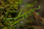 David Plant Photography - Wildlife Photography - Forked spleenwort - E