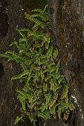 David Plant Photography - Wildlife Photography - Green spleenwort - A