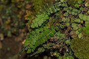 David Plant Photography - Wildlife Photography - Green spleenwort - C