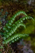 David Plant Photography - Wildlife Photography - Green spleenwort - F