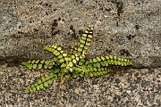 David Plant Photography - Wildlife Photography - Maidenhair spleenwort - A
