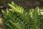 David Plant Photography - Wildlife Photography - Sea spleenwort - A