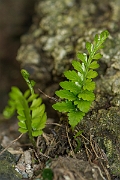 David Plant Photography - Wildlife Photography - Sea spleenwort - B