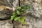 David Plant Photography - Wildlife Photography - Wall-rue - A