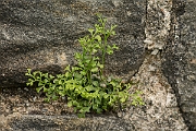 David Plant Photography - Wildlife Photography - Wall-rue - B