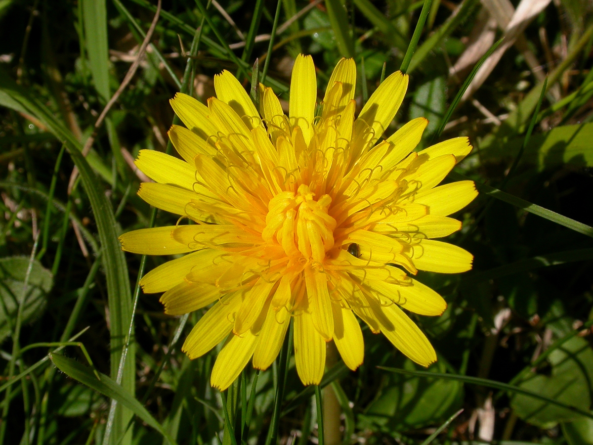 David Plant Photography - Wildlife Photographer - Dandelion - A.JPG - Dandelion - Somerset