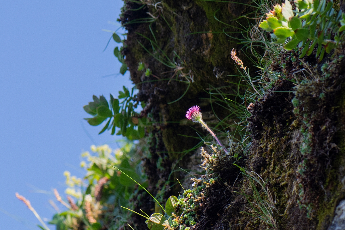 David Plant Photography - Wildlife Photography - Alpine fleabane - A.JPG - Alpine fleabane - Perthshire