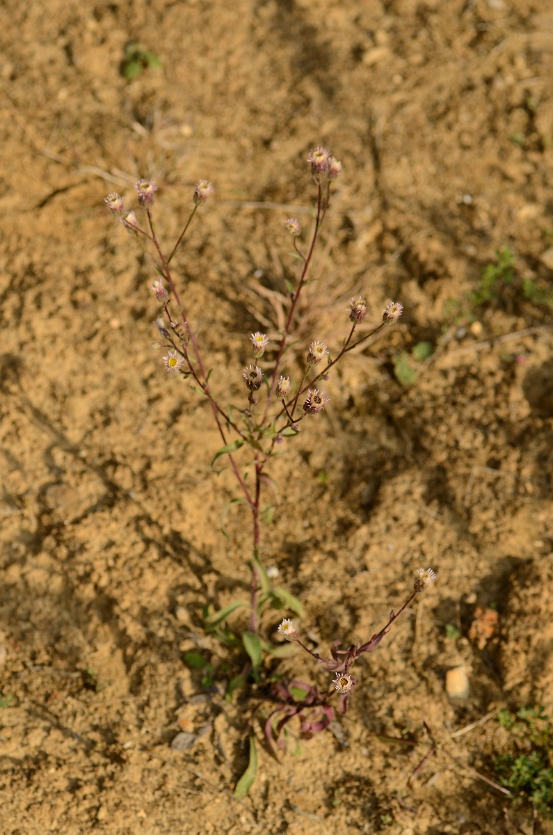 David Plant Photography - Wildlife Photography - Blue fleabane - A.jpg - Blue fleabane plant - Cambridgeshire
