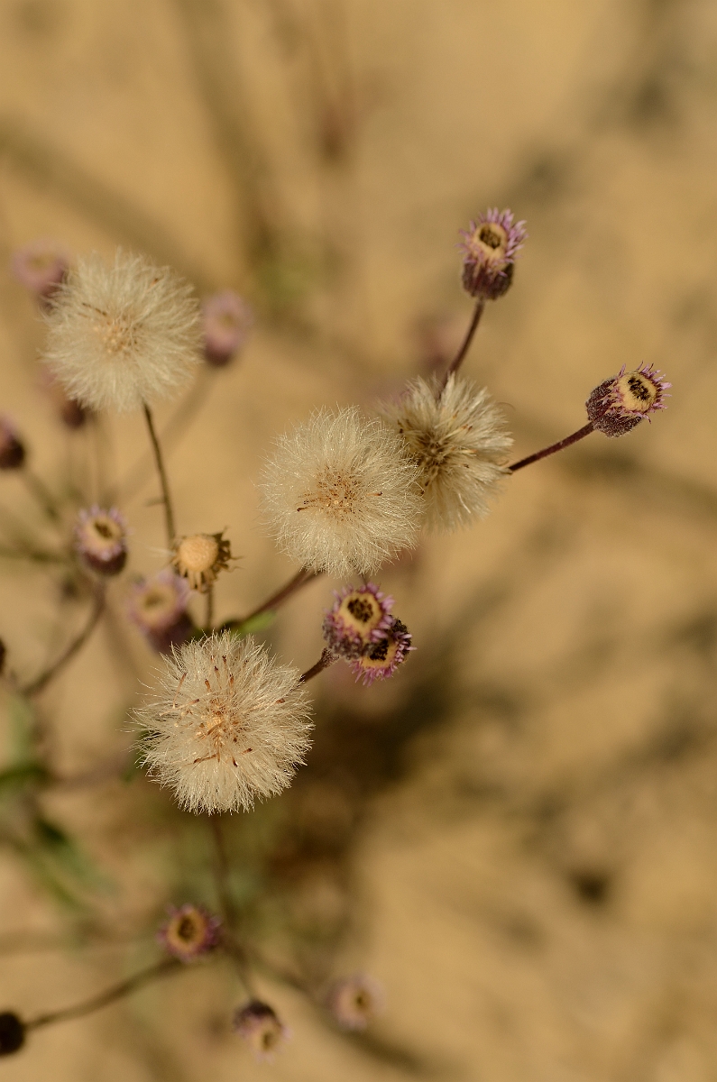 David Plant Photography - Wildlife Photography - Blue fleabane - B.jpg - Blue fleabane flowers and seedheads - Cambridgeshire