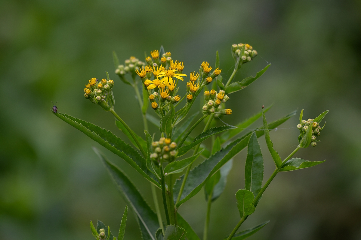 David Plant Photography - Wildlife Photography - Broad-leaved ragwort - A.jpg - Broad-leaved ragwort - Cambridgeshire