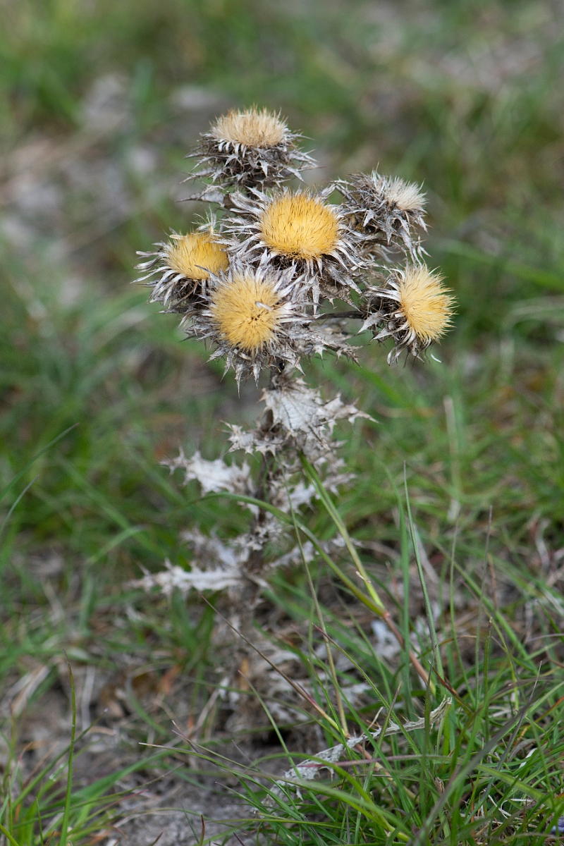 David Plant Photography - Wildlife Photography - Carline thistle - C.JPG - Carline thistle, flowers from previous year - Cambridgeshire