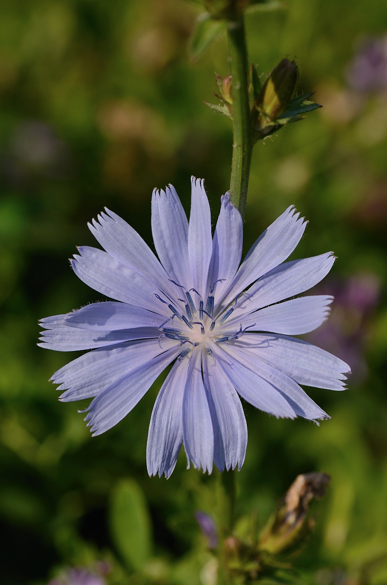 David Plant Photography - Wildlife Photography - Chicory - A.jpg - Chicory flower - Essex