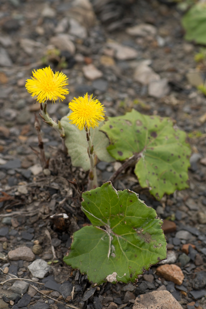 David Plant Photography - Wildlife Photography - Coltsfoot - A.jpg - Coltsfoot - Ayrshire