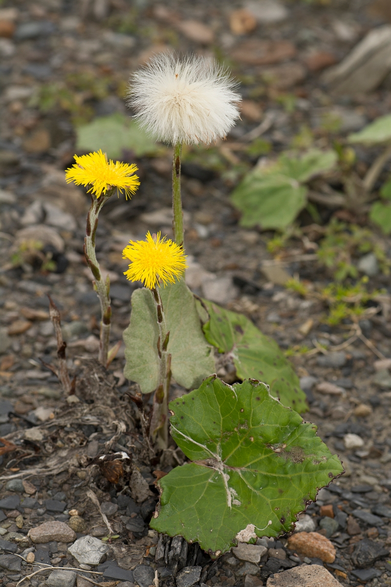 David Plant Photography - Wildlife Photography - Coltsfoot - B.jpg - Coltsfoot - Ayrshire