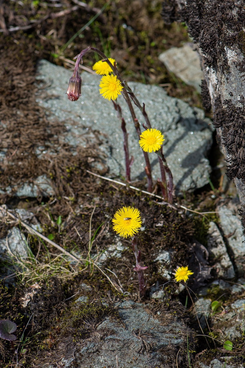 David Plant Photography - Wildlife Photography - Coltsfoot - C.JPG - Coltsfoot - Perthshire