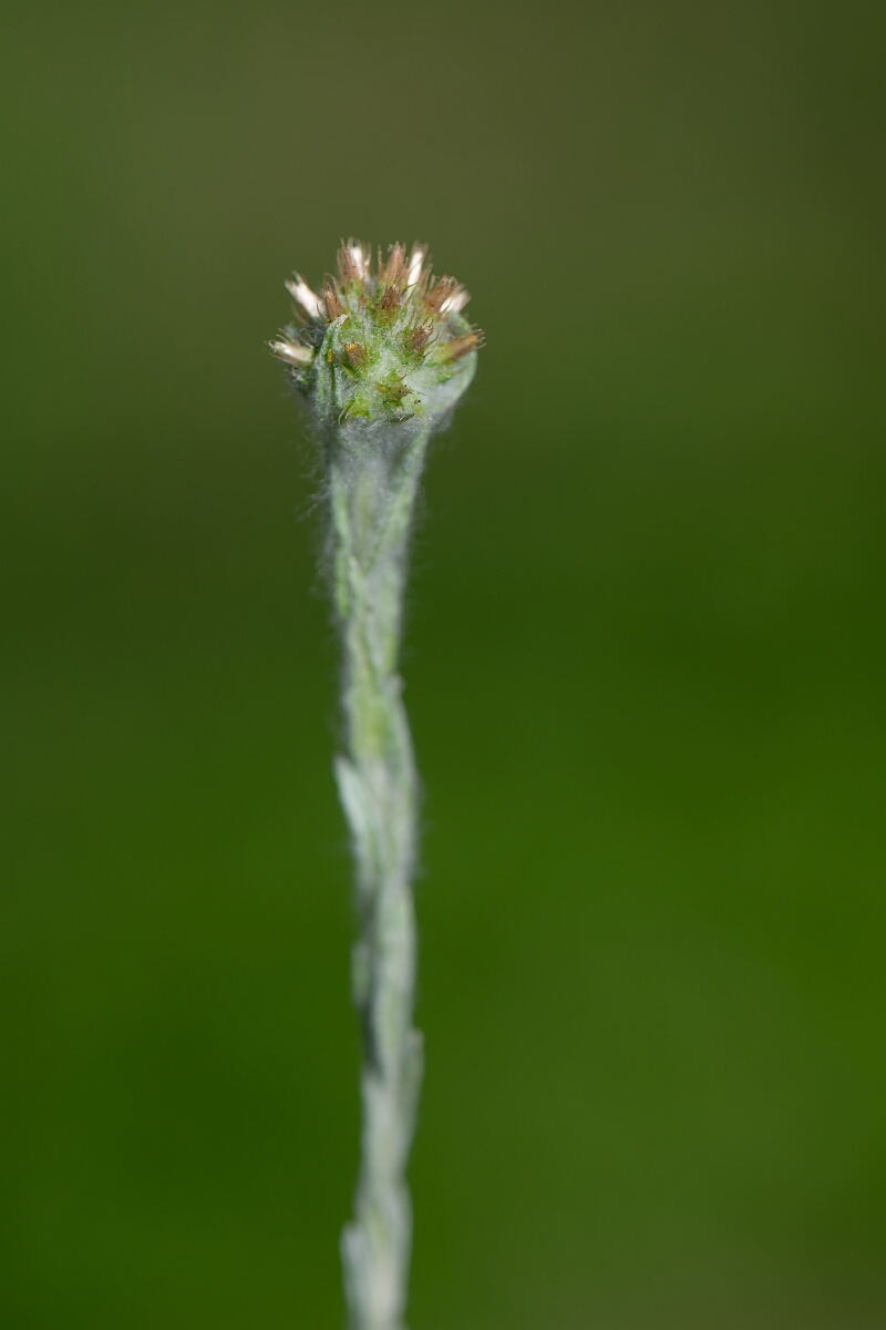 David Plant Photography - Wildlife Photography - Common cudweed - C.jpg - Common cudweed - Norfolk
