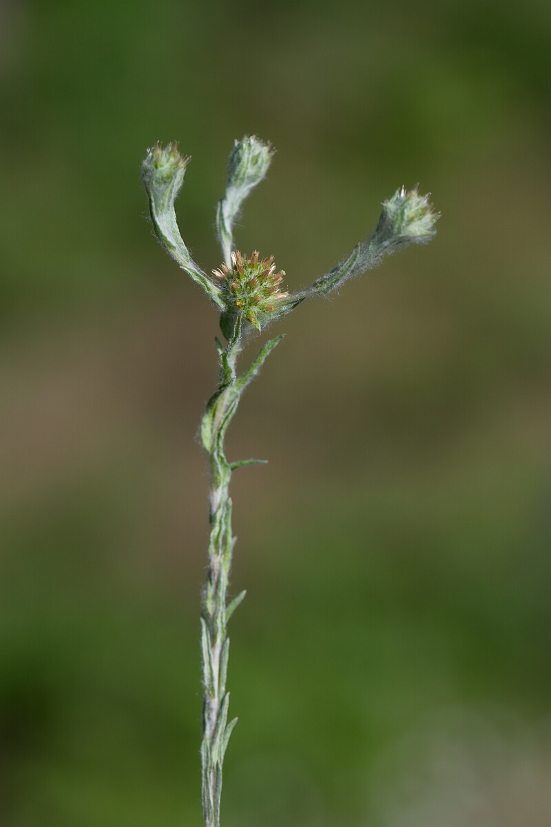 David Plant Photography - Wildlife Photography - Common cudweed - E.jpg - Common cudweed - Norfolk