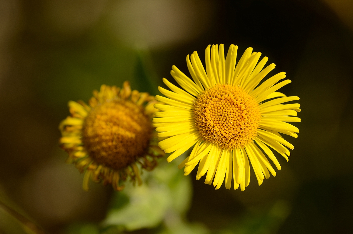 David Plant Photography - Wildlife Photography - Common fleabane - A.jpg - Common fleabane flower - Bedfordshire