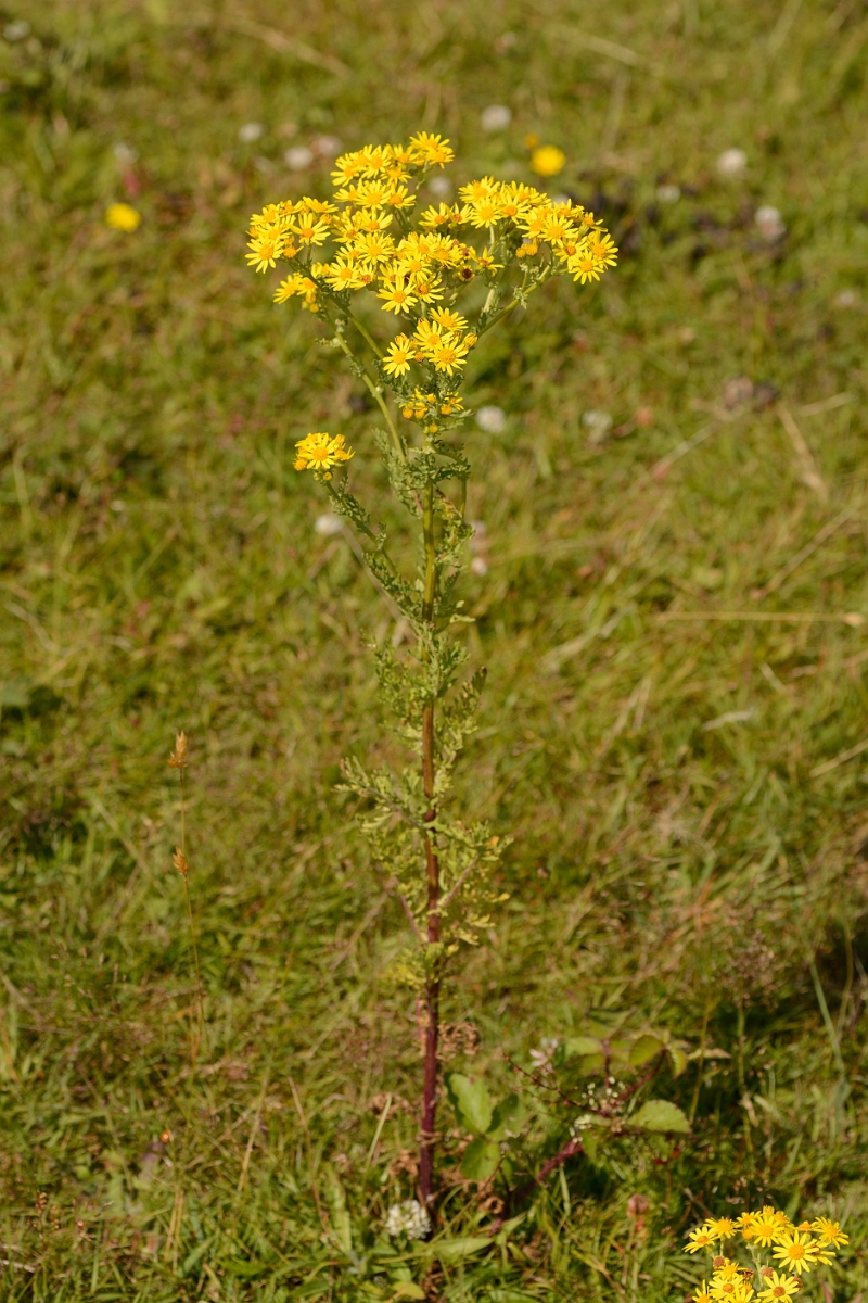 David Plant Photography - Wildlife Photography - Common ragwort - A.jpg - Common ragwort - Dorset