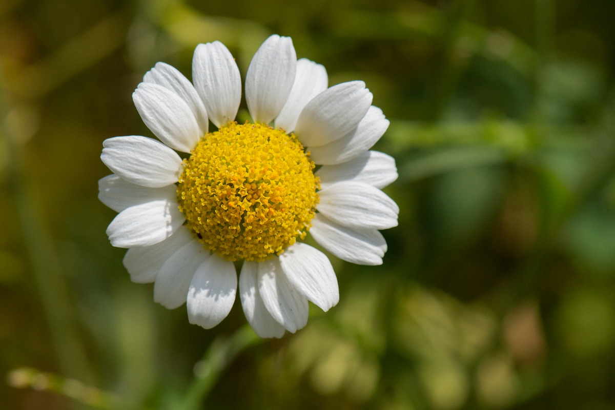 David Plant Photography - Wildlife Photography - Corn chamomile - B.JPG - Corn chamomile - Oxfordshire