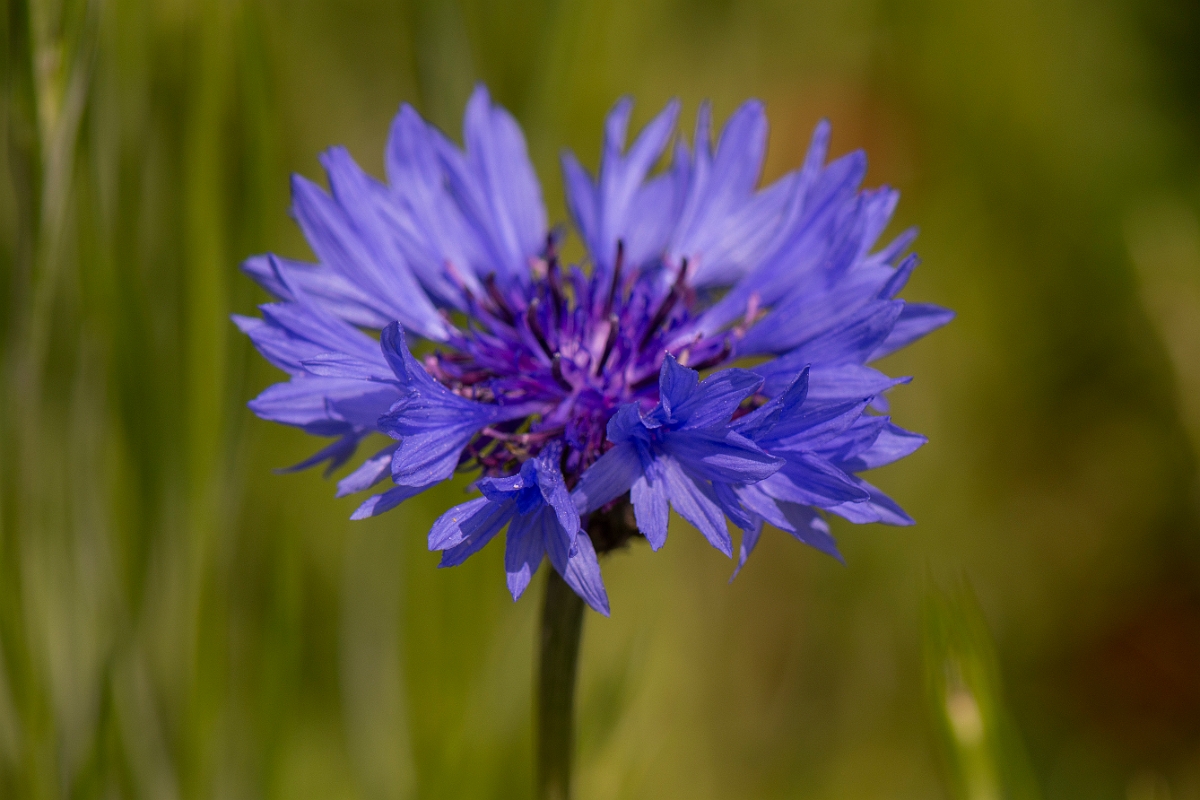 David Plant Photography - Wildlife Photography - Cornflower - A.JPG - Cornflower - Oxfordshire