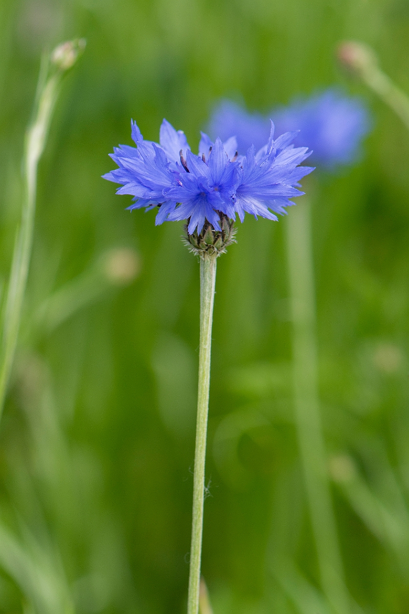 David Plant Photography - Wildlife Photography - Cornflower - C.JPG - Cornflower - Oxfordshire