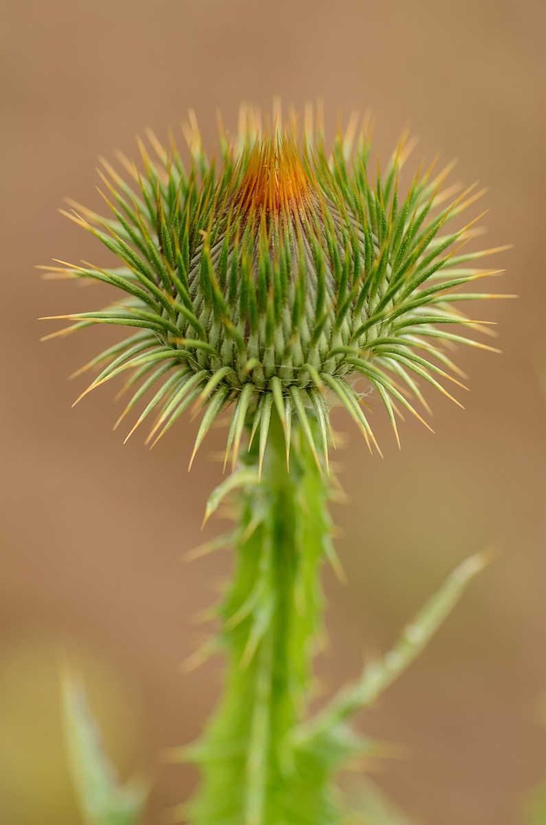 David Plant Photography - Wildlife Photography - Cotton thistle - A.jpg - Cotton thistle - Norfolk