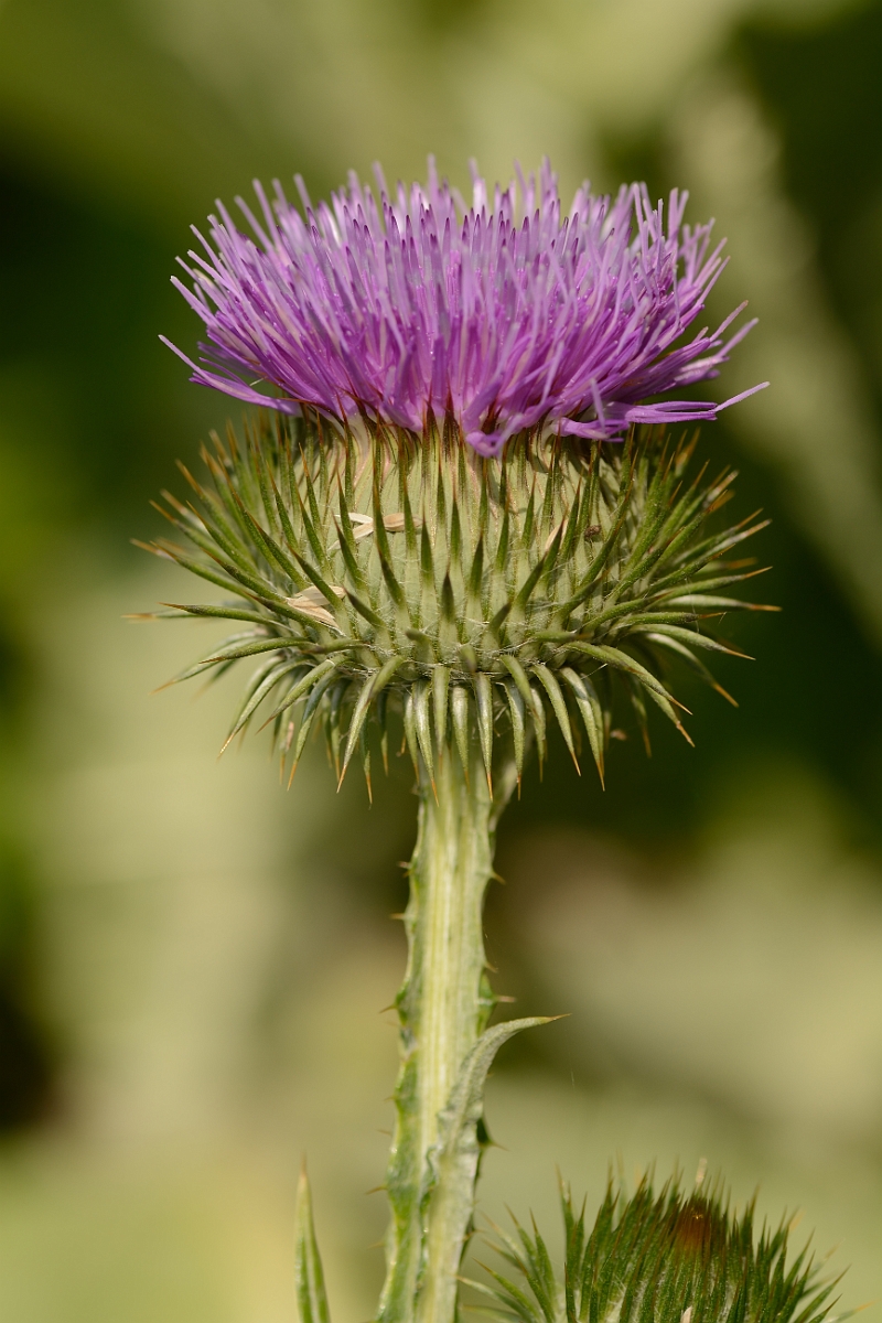 David Plant Photography - Wildlife Photography - Cotton thistle - B.jpg - Cotton thistle flower - Cambridgeshire
