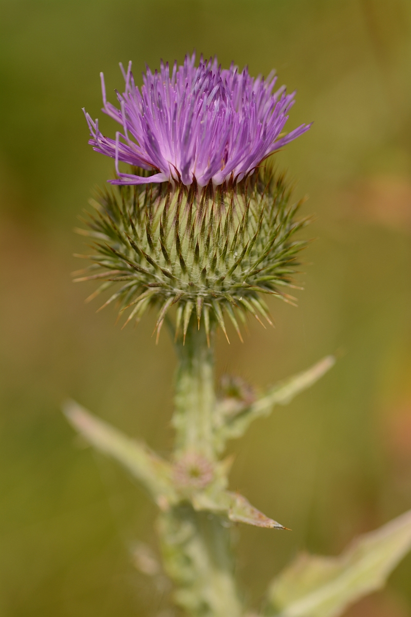 David Plant Photography - Wildlife Photography - Cotton thistle - C.jpg - Cotton thistle flower - Cambridgeshire