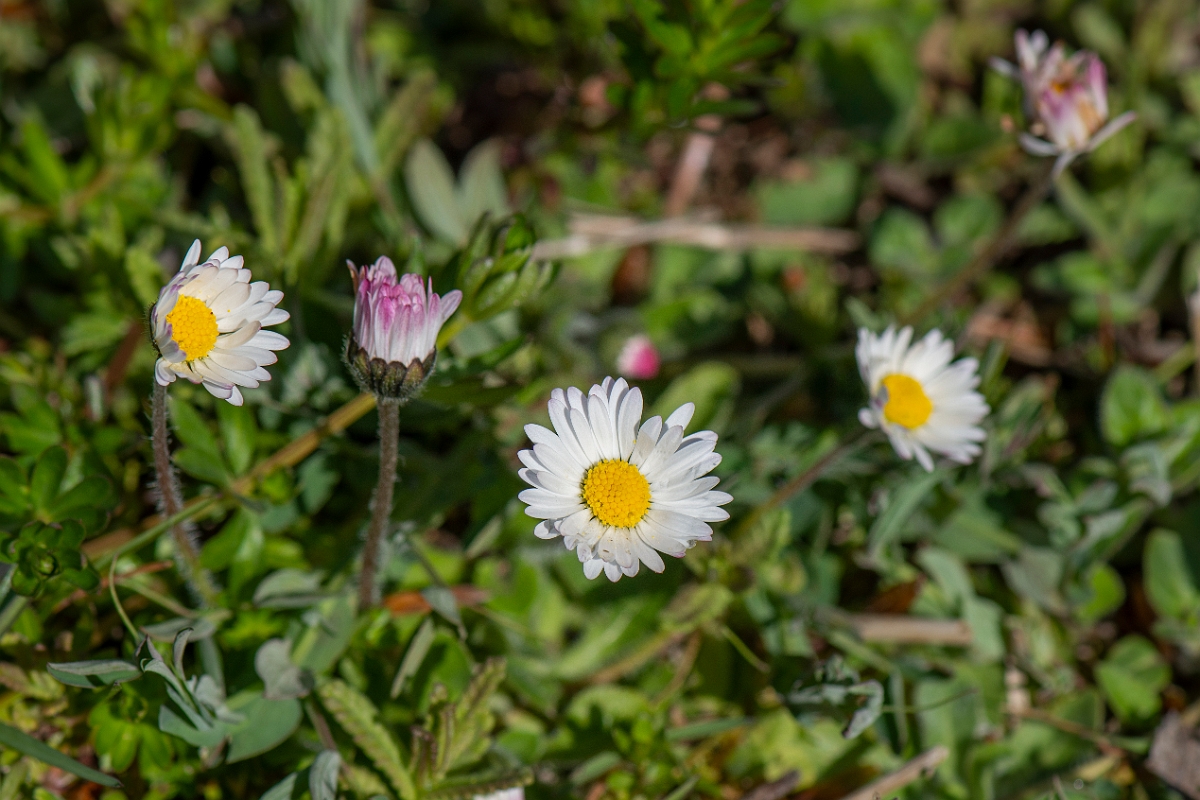 David Plant Photography - Wildlife Photography - Daisy - C.JPG - Daisy flowers - Cotswolds