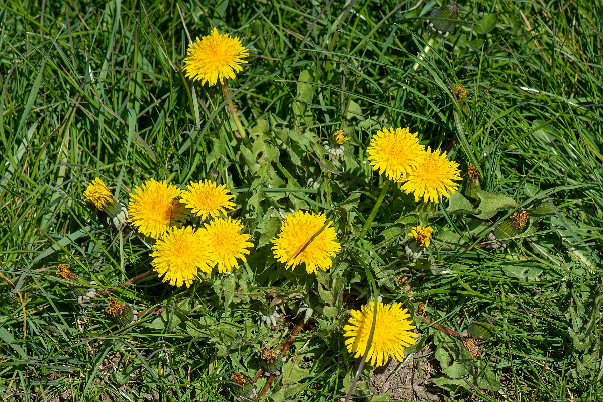 David Plant Photography - Wildlife Photography - Dandelion - B.JPG - Dandelion - Cambridgeshire