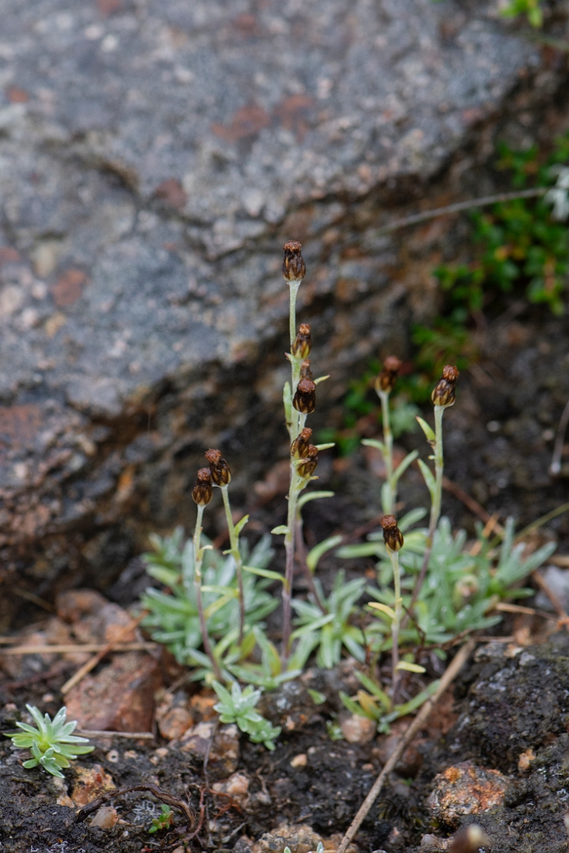 David Plant Photography - Wildlife Photography - Dwarf cudweed - A.JPG - Dwarf cudweed - Cairngorms
