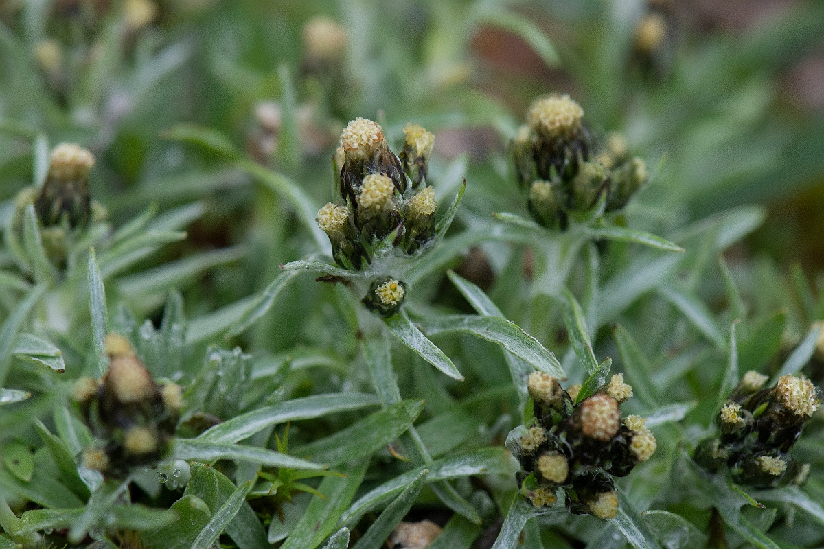 David Plant Photography - Wildlife Photography - Dwarf cudweed - E.JPG - Dwarf cudweed - Cairngorms
