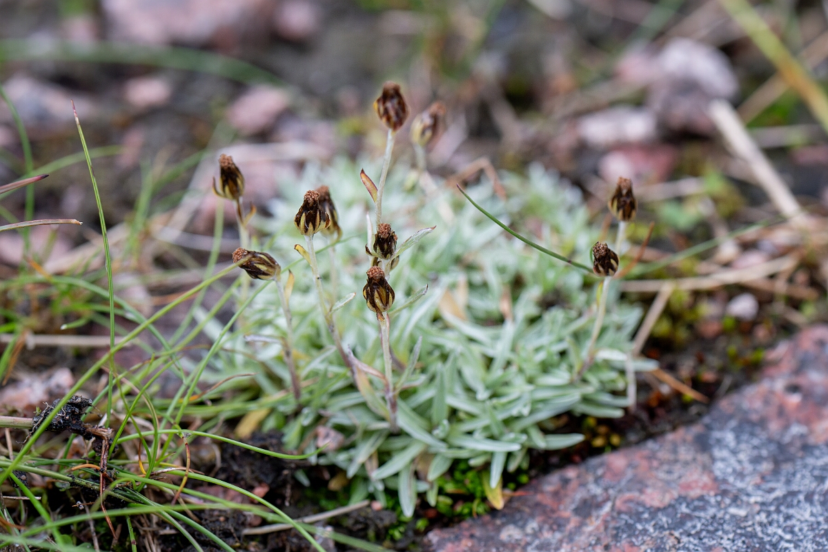David Plant Photography - Wildlife Photography - Dwarf cudweed - G.jpg - Dwarf cudweed - Cairngorms