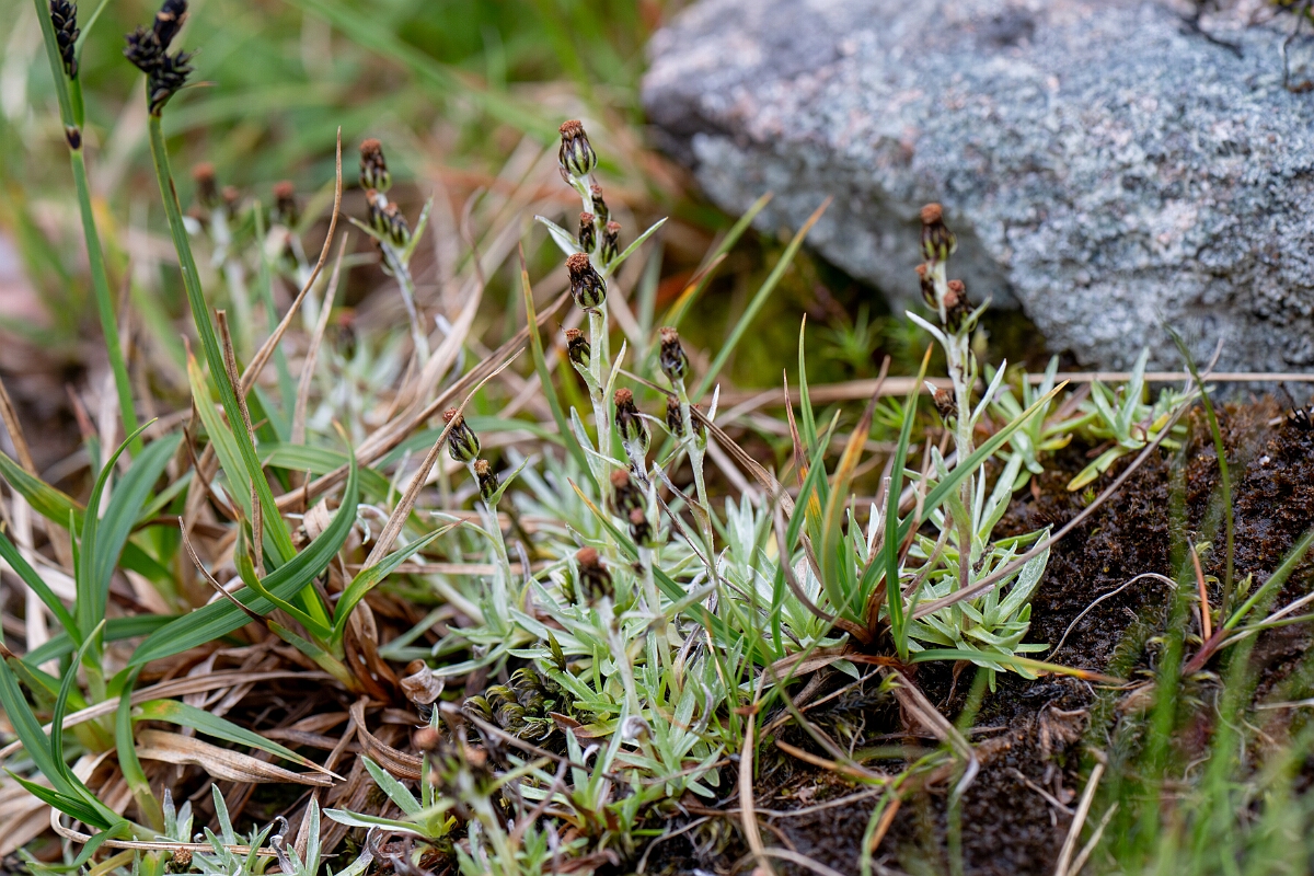 David Plant Photography - Wildlife Photography - Dwarf cudweed - H.jpg - Dwarf cudweed - Cairngorms