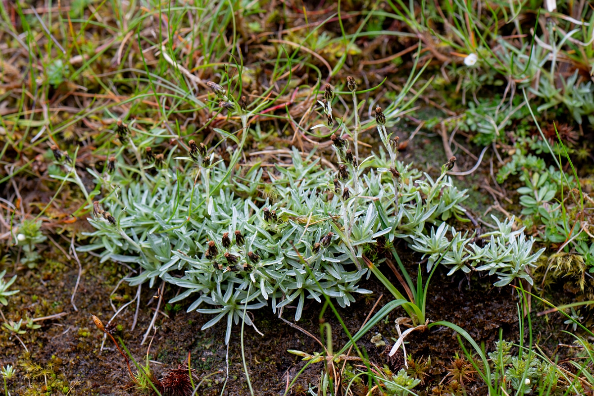 David Plant Photography - Wildlife Photography - Dwarf cudweed - I.jpg - Dwarf cudweed - Cairngorms