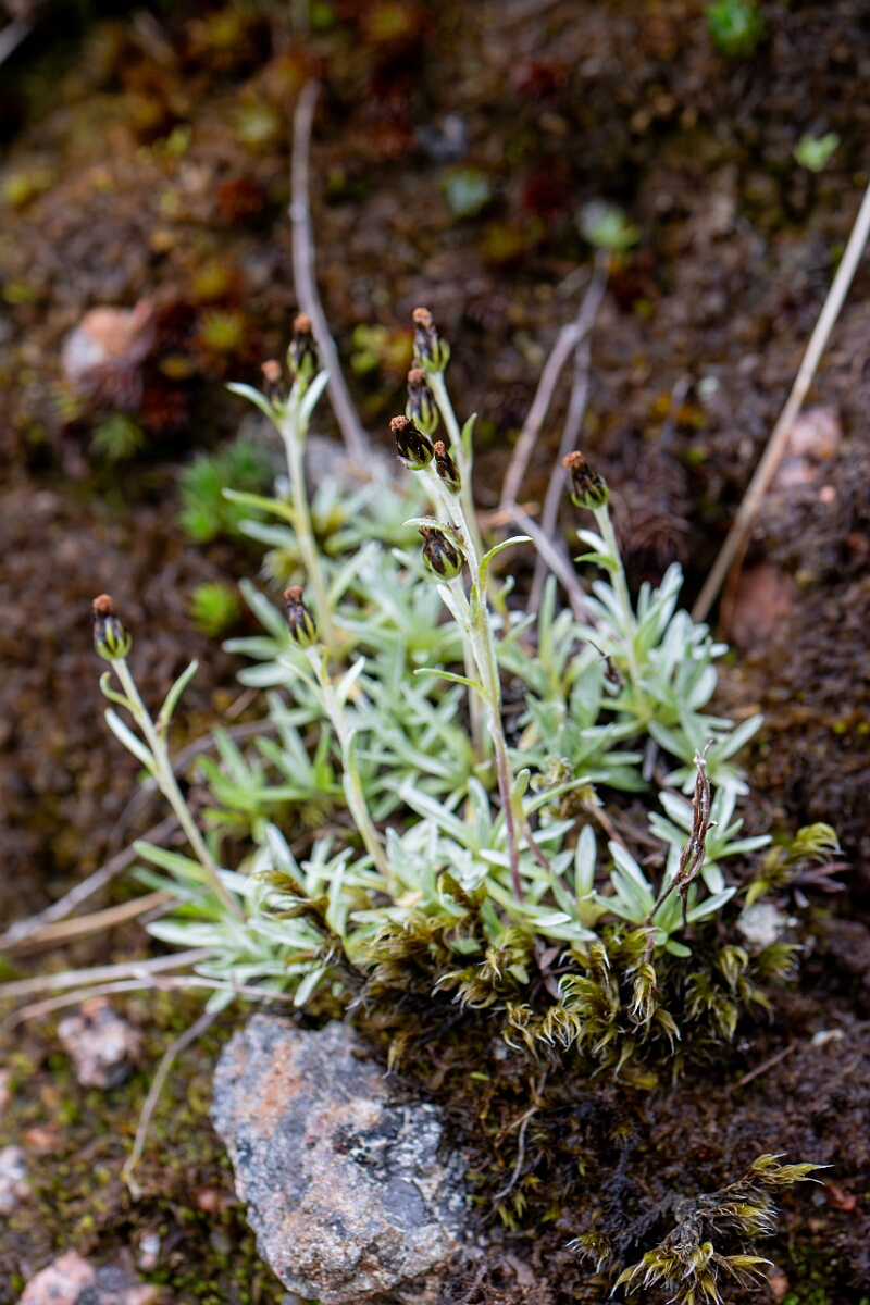 David Plant Photography - Wildlife Photography - Dwarf cudweed - J.jpg - Dwarf cudweed - Cairngorms